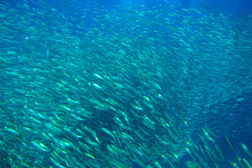 Fototapeta na wymiar Huge sardine school in open ocean. Silver fish undersea photo. Pelagic fish swimming in seawater. Mackerel shoal.