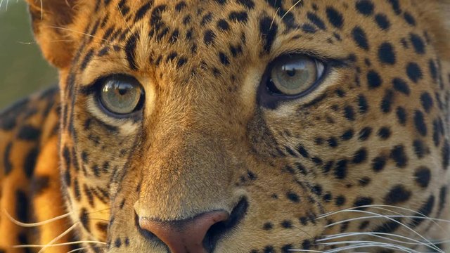 Javan leopard (Panthera pardus melas) eyes