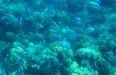 Naklejka na ściany i meble Blue wrasse in coral reef closeup. Tropical sea animal underwater photo. Coral reef fish. Warm sea nature.