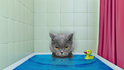 Cute little cat in the bath with duck toy