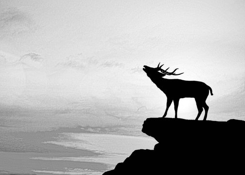 silhouette   deer on meadow during sunrise. oil painting