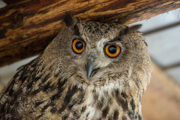 Owl with big orange eyes in the aviary.
