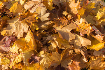 Autumn. Golden maple leaves on the ground. Background