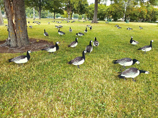 ヘルシンキの公園の鳥たち