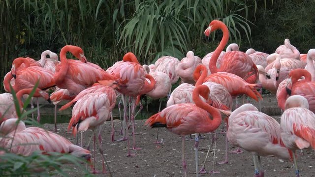 American Flamingo (Phoenicopterus ruber). Flamingos or flamingoes.
