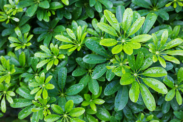 green leaves background
