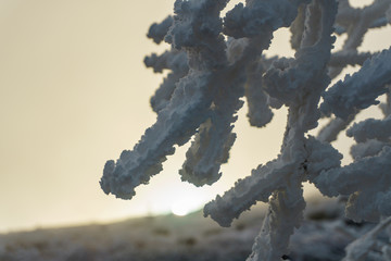 frozen tree branch on a mountain top - abstract winter image