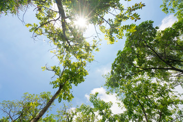 Green leaves frame with sky background and copy space for text