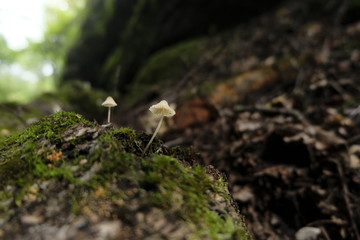 mushroom in forest