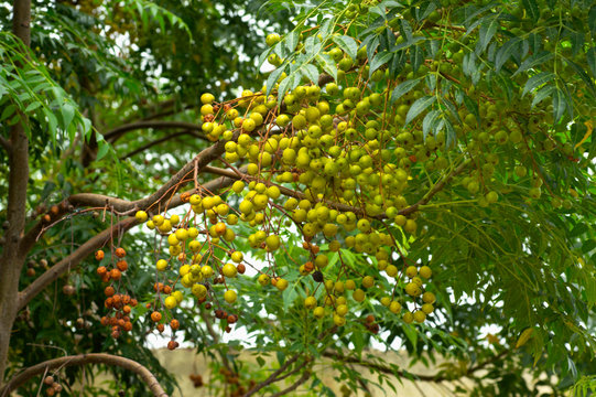 Neem tree natural medicine and fruit growing near Pune, Maharashtra.