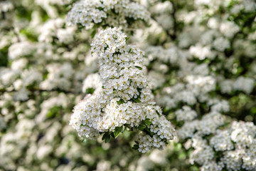 Blooming white flower