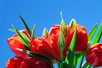 Holiday bouquet of flowers with blue sky background, fresh red tulips, symbol of spring, mothers or woman’s day, seasonal greetings