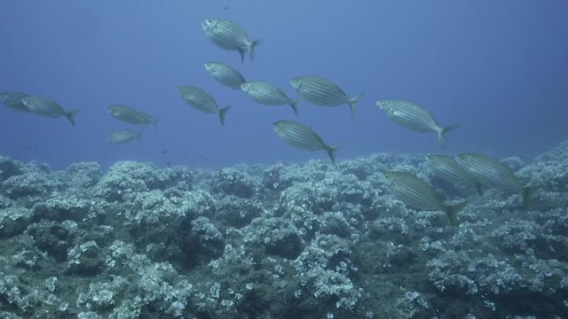 Fischschwarm 3
