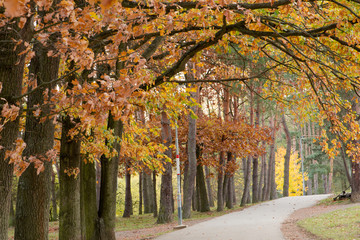 Obraz na płótnie Canvas Autumn morning, Brno lake, Czech Republic