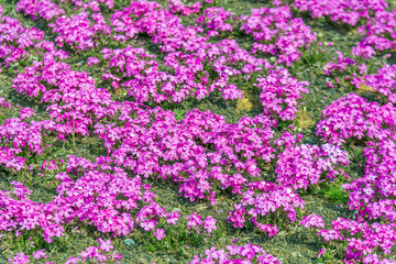 Shibasakura field or pink moss flower in Fuji shibasakura festival Japan.