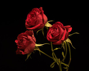Three Red Roses 1019