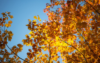 Beautiful Colorful Autumn Leaves