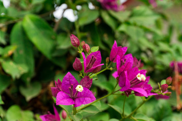 Lesser bougainvillea (Bougainvillea glabra), bougainvillea flowers in rainforest, close-up, macro, view