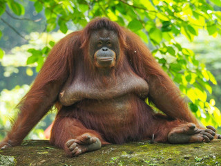 Borneo Orang Utan taking a rest at their playground