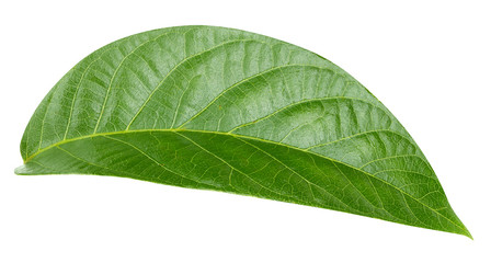 green leaf isolated