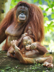 Borneo Orang Utan taking a rest at their playground