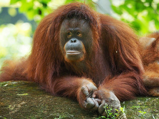 Borneo Orang Utan taking a rest at their playground