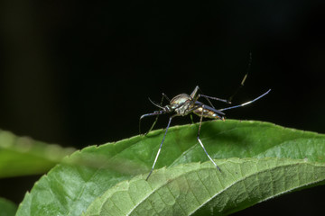 Mosquito Macro on Leaf