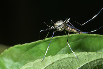 Mosquito Macro on Leaf