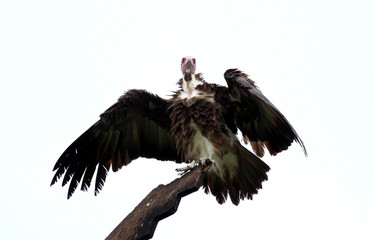 Hooded vulture (Necrosyrtes monachus) in Gambia