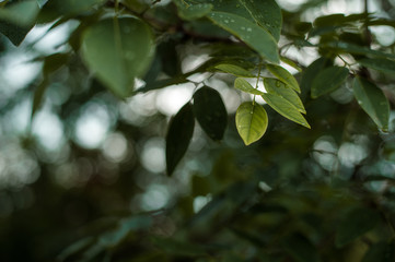 tropical jungle in thailand