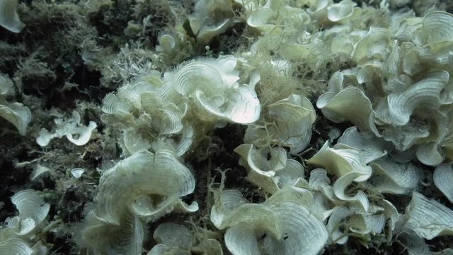 Pinnidae Images Browse 227 Stock Photos, Vectors, and Video Adobe Stock