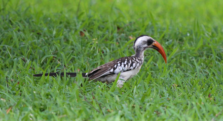 Red billed hornbill (Tockus erythrorhynchus)