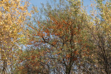 Fototapeta na wymiar Sanddorn Baum im Herbst