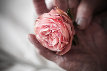 Hands of an old woman are holding a rose / Old women hands hold a red rose.