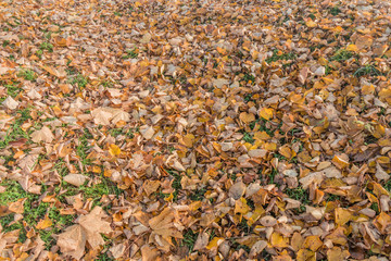 autumn leaves