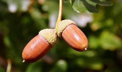 Close up of acorns on a oak tree