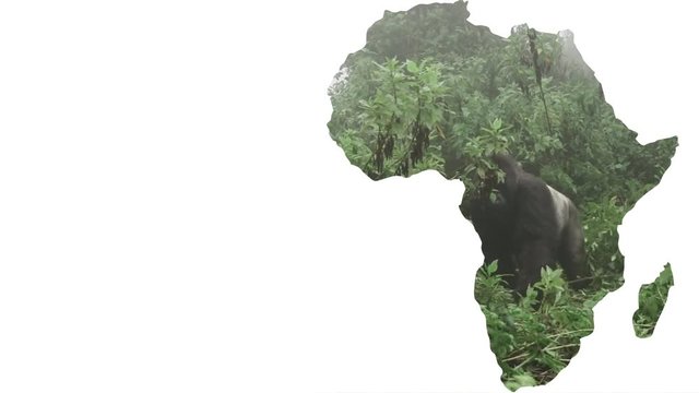 Africa continent shape with silver back gorilla approaching