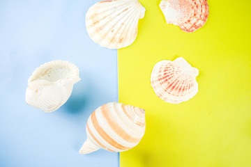 Summer seashells background