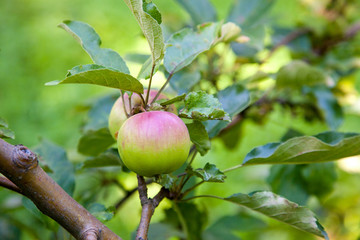 Shiny delicious apples hanging from tree branch in an apple orchard..