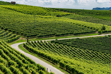 Vineyards near Barbaresco, Cuneo, in Langhe