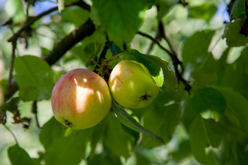 Shiny delicious apples hanging from tree branch in an apple orchard..