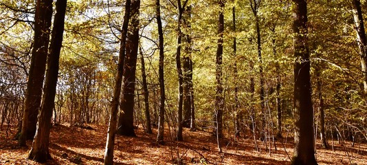 Landscape with Autumn colored beech trees in the sunlight