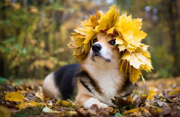 A dog of the Welsh Corgi breed Pembroke on a walk in the autumn forest. A dog in a wreath of autumn leaves.