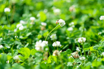 春のクローバー