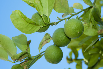 Branches Lime tree with fruits on the blue sky background