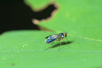 long-legged fly