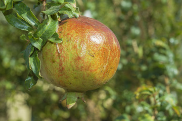 Ripe pomegranate fruit on tree branch. Pomegranate, Punica granatum