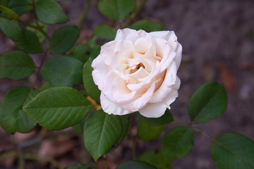 Beautiful white rose bush growing in the garden.