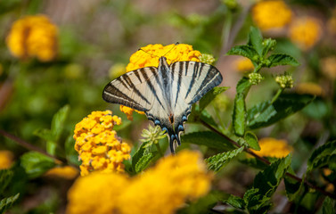 farfalla