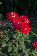 Beautiful red rose bush growing in the garden.